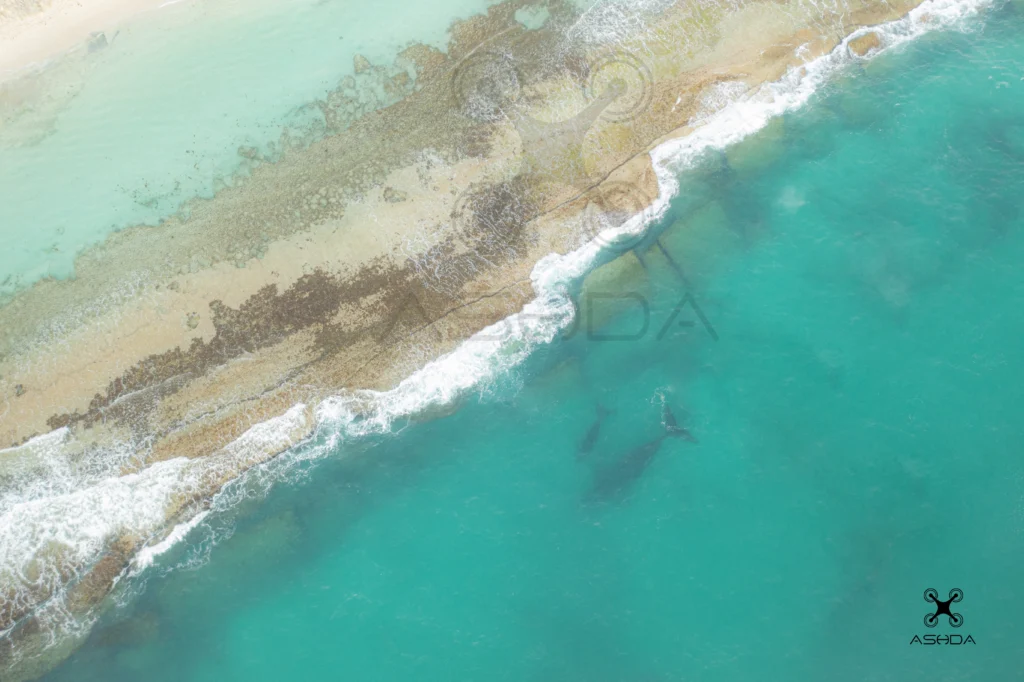 Drone Photography of Whale and calf ,Yanchep Lagoon Perth